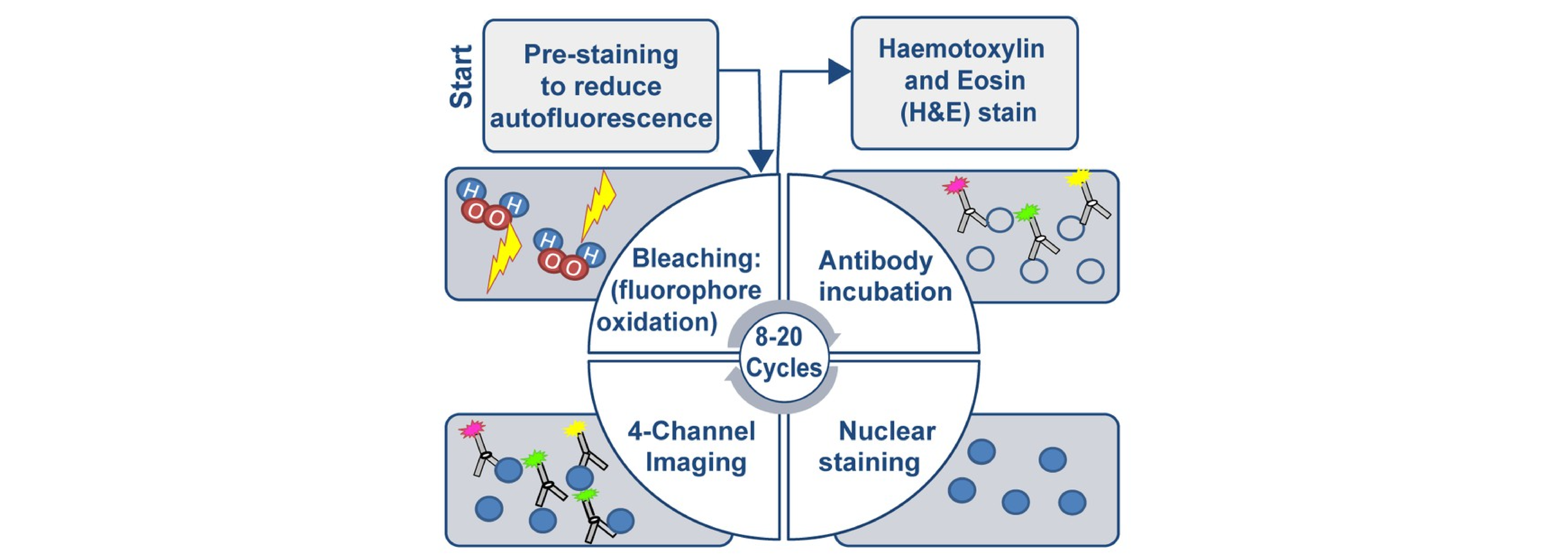 Schematic depicting the stages of CyCIF imaging. 1: Pre-staining to reduce auto-fluorescence. 2: Antibody incubation. 3: Nuclear staining. 4: 4-channel imaging. 5. Bleaching (flourophore oxidation). 6. Repeat for 8-20 cycles. Note: H&E is done in parallel on seperate, serial sections. Image from Lin et al., 2018.